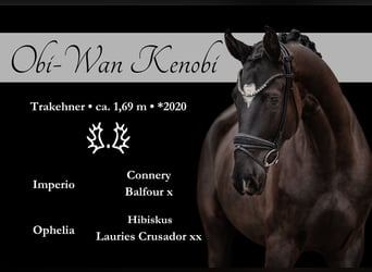 Trakehner, Gelding, 5 years, 16,2 hh, Black