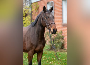 Trakehner, Gelding, 5 years, 16.2 hh, Brown