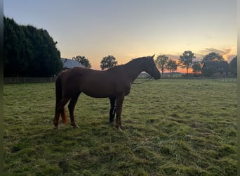 Trakehner, Gelding, 5 years, 16,2 hh, Chestnut-Red