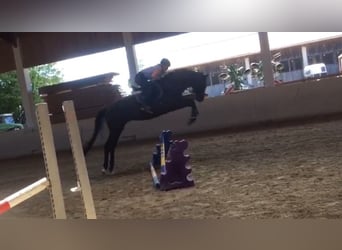 Trakehner, Gelding, 5 years, 16.3 hh, Smoky-Black