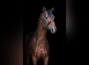 Trakehner, Gelding, 5 years, 16 hh, Bay