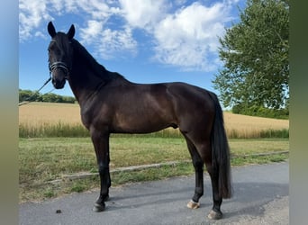 Trakehner, Gelding, 5 years, 16 hh, Black