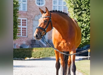 Trakehner, Gelding, 5 years, 16 hh, Brown