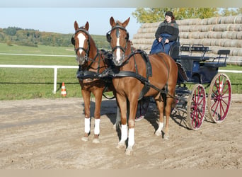 Trakehner, Gelding, 5 years, 16 hh, Chestnut-Red