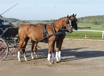 Trakehner, Gelding, 5 years, 16 hh, Chestnut-Red