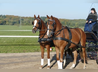 Trakehner, Gelding, 5 years, 16 hh, Chestnut-Red