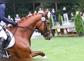 Trakehner, Gelding, 5 years, 16 hh, Chestnut-Red