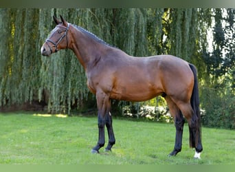 Trakehner, Gelding, 5 years, 16,1 hh, Bay-Dark