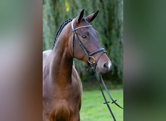 Trakehner, Gelding, 5 years, 16,1 hh, Bay-Dark
