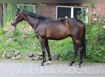 Trakehner, Gelding, 5 years, 16,1 hh, Bay-Dark