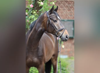 Trakehner, Gelding, 5 years, 16,1 hh, Bay-Dark