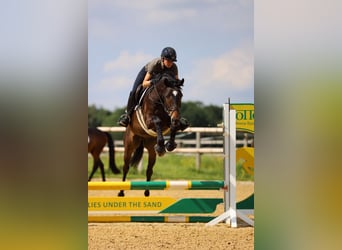 Trakehner, Gelding, 5 years, 16,1 hh, Bay-Dark