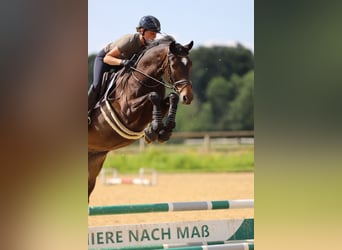 Trakehner, Gelding, 5 years, 16,1 hh, Bay-Dark