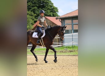 Trakehner, Gelding, 5 years, 16,1 hh, Bay-Dark
