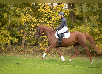Trakehner, Gelding, 5 years, 16,1 hh, Chestnut