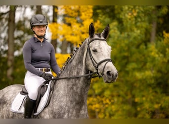 Trakehner, Gelding, 5 years, 16,1 hh, Grey