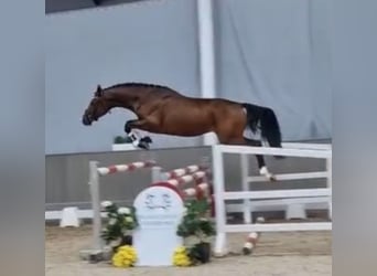 Trakehner, Gelding, 5 years, 16,2 hh, Brown