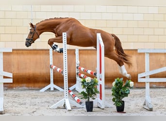 Trakehner, Gelding, 5 years, 16,2 hh, Chestnut-Red