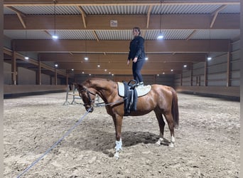 Trakehner, Gelding, 5 years, 16,3 hh, Chestnut