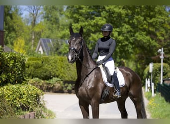 Trakehner, Gelding, 5 years, 17.1 hh, Smoky-Black