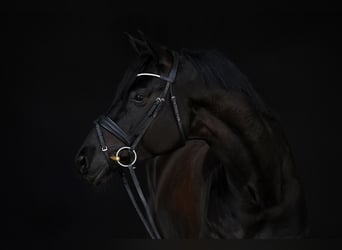 Trakehner, Gelding, 5 years, 17 hh, Black