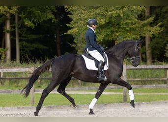 Trakehner, Gelding, 5 years, 17 hh, Black