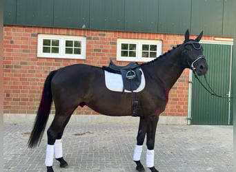 Trakehner, Gelding, 5 years, 17 hh, Black