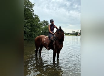 Trakehner, Gelding, 5 years, 17 hh, Brown