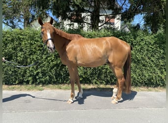 Trakehner, Gelding, 5 years, 17 hh, Chestnut-Red
