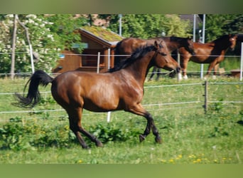 Trakehner, Gelding, 5 years, Brown