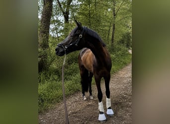 Trakehner, Gelding, 6 years, 16.1 hh, Bay-Dark