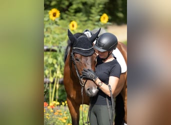 Trakehner, Gelding, 6 years, 16.1 hh, Bay-Dark