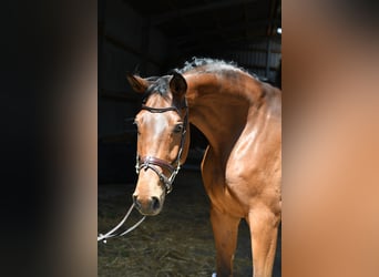 Trakehner, Gelding, 6 years, 16.1 hh, Brown