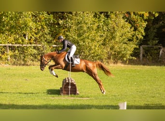Trakehner, Gelding, 6 years, 16.1 hh, Chestnut