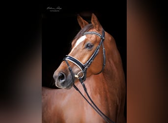 Trakehner, Gelding, 6 years, 16.1 hh, Chestnut-Red