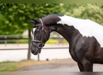 Trakehner, Gelding, 6 years, 16.1 hh