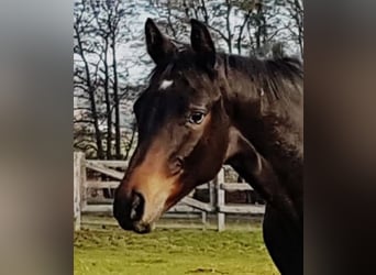 Trakehner, Gelding, 6 years, 16.2 hh, Bay-Dark