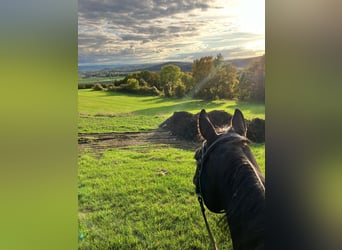 Trakehner, Gelding, 6 years, 16.2 hh, Bay-Dark