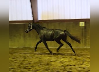 Trakehner, Gelding, 6 years, 16.2 hh, Black