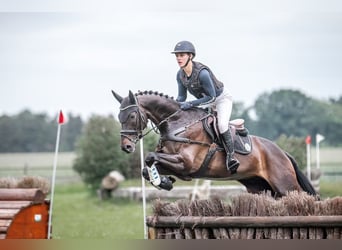 Trakehner, Gelding, 6 years, 16,3 hh, Smoky-Black