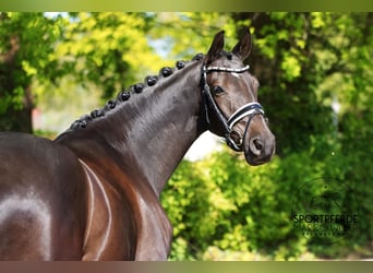 Trakehner, Gelding, 6 years, 16 hh, Black