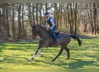 Trakehner, Gelding, 6 years, 16,1 hh, Bay-Dark