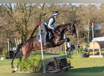 Trakehner, Gelding, 6 years, 16,2 hh, Bay-Dark