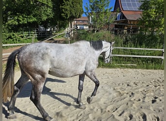Trakehner Mix, Gelding, 6 years, 16,2 hh, Gray-Dapple