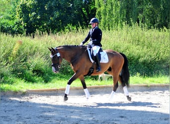 Trakehner, Gelding, 6 years, 17 hh, Bay-Dark