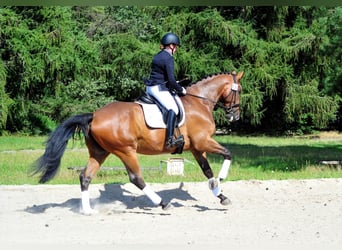 Trakehner, Gelding, 6 years, 17 hh, Bay-Dark