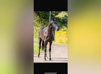 Trakehner, Gelding, 6 years, 17 hh, Black