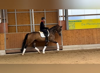 Trakehner, Gelding, 6 years, 17 hh, Brown