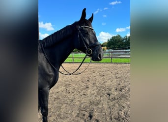 Trakehner, Gelding, 6 years, 17 hh, Smoky-Black