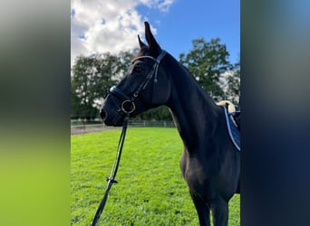 Trakehner, Gelding, 6 years, 17 hh, Smoky-Black